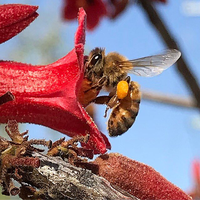 Bee foraging on Kurrajong bottletree (brachychiton) flowers. Fossils of this genus are estimated to be 50 million years old. #bee #bees #honeybee #savethebees #brisbane #brisbanecity #sydney #melbourne #australia #pollen #pollinate #beekeeper