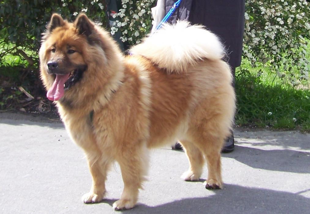PhotoTouTou's tweet photo. Voici Velwen, Eurasier pure race : https://t.co/XpNbjb9QoJ 😘 https://t.co/fWm7ljr2C3
