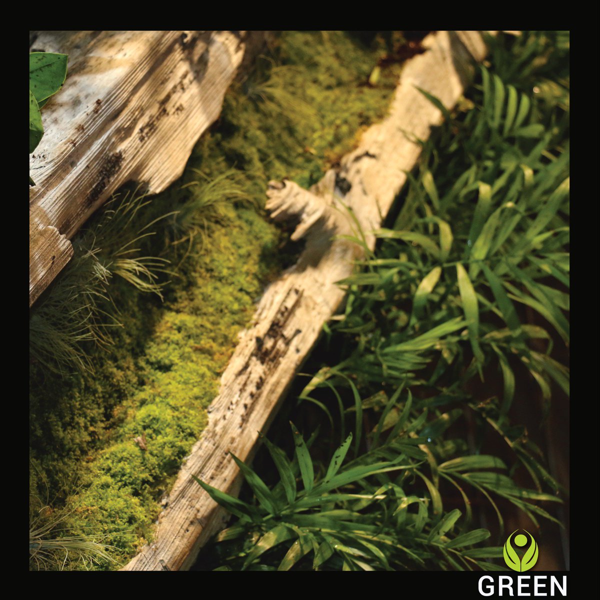 greenwalls305's tweet photo. Increasingly popular over the last decade, #verticalgardens offer #creative #opportunities for #designers, and #environmental #benefits for the people that live and work around them.
Contact us +1 305.803.6480
#experience #environment #teamgreen #greenwalls305 #ceviche105 https://t.co/PisGZ0C2MM