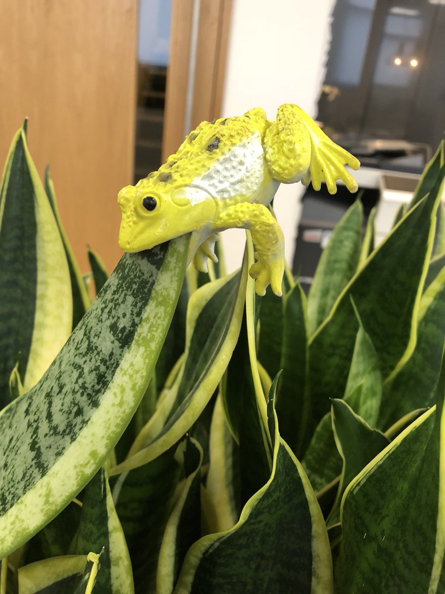 Frog death! 😬🍃 thank goodness it’s plastic! #phew #plants #officedesign