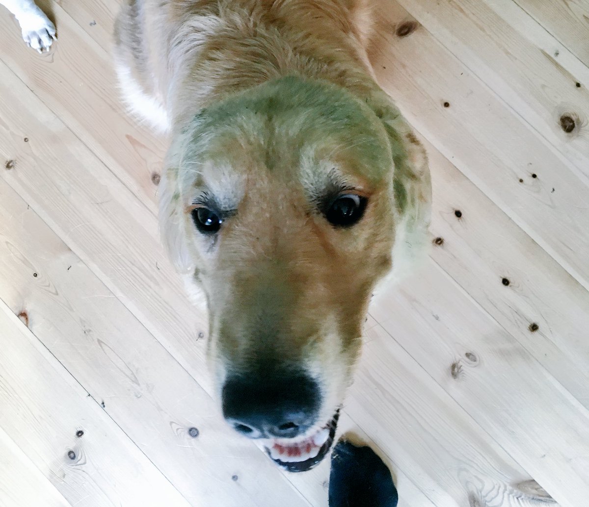HenningHubert's tweet photo. The beautiful rare green retriever❤️❤️ 

Mommy was a little upset with me since where going to a dog show this weekend, I had fun (hope it doesn’t get me an extra bath!) ❤️Stig❤️ https://t.co/7dOJ7ZTD48