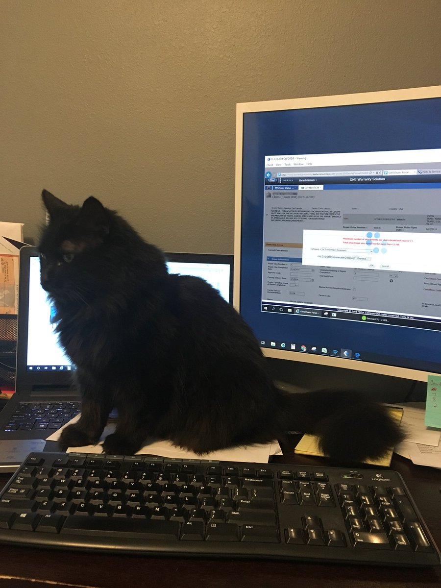 jbixler75's tweet image. How’s this supposed to work? #catsonkeyboards #workathome #workdistractions #cats #ursa