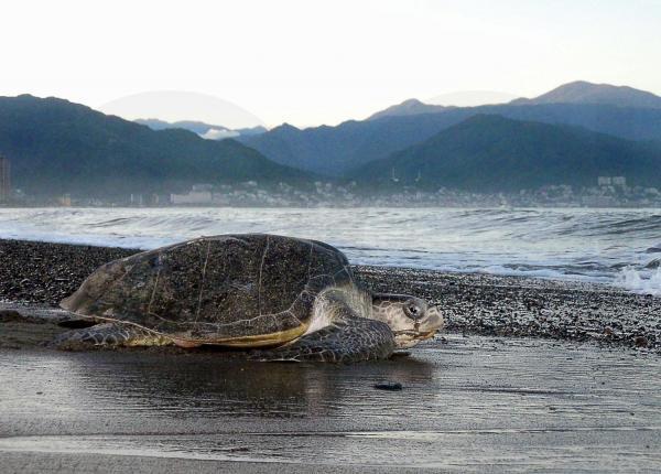 Planete Animal Animaux En Voie De Disparition Au Canada En 18 T Co Zxemhzlprl Touslesanimauxdelafaunesauvage