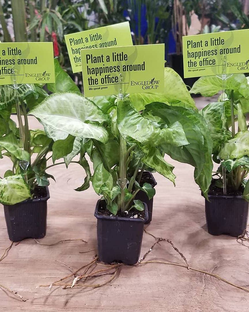 #Plantweek give-away starts in less than 2 hours, join us on the circle for a free arrowhead plant. #NIPW2018