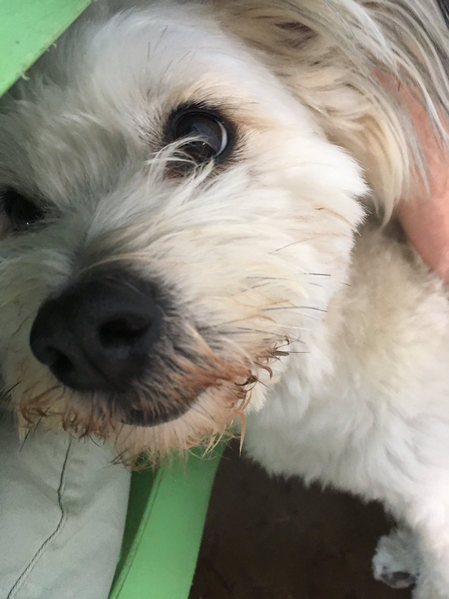 EastPlanoDogs's tweet photo. Cutie pie! https://t.co/ROAtTeMCs6