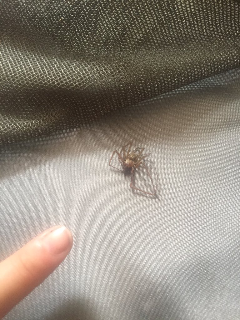 THIS SPIDER BIT ME ON THE LEG. It’s been 36 hours and I have (I) a large red spot on my let, (2) no evident super powers. <a href="/shootsfilm/">Laura Howard</a> <a href="/benanderson1986/">Ben Anderson</a> <a href="/KSegedin/">Kara Šegedin</a> <a href="/raffers/">Darrie Windeatt</a> please help identify and let me know if I should be worried. This is literally the stuff of nightmares.