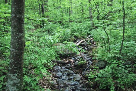 Echologics's tweet photo. If A Pipe #Leaks In A Forest, Does It Make A Sound? @MuellerWaterPro @MuellerCo #water #conservation
https://t.co/nv6D2i9ze8 https://t.co/mfUmDkWPYL