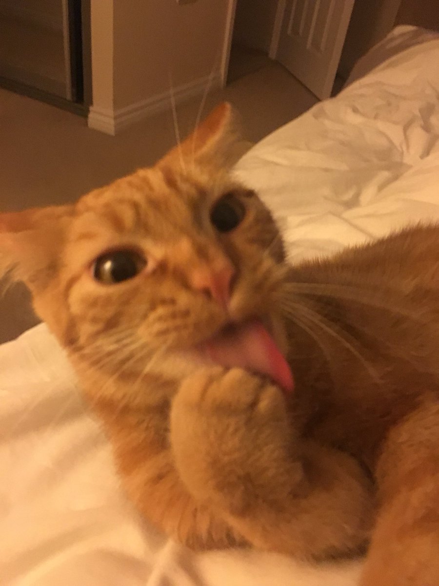 CPBirmACcat's tweet image. So I’m exhausted from a days #blepping 😴 but here’s my PA getting her Claude on for #TongueOutTuesday &amp;amp; one of her two rescue cats Mylo! My PA is our volunteer team leader recruiting, managing &amp;amp; supporting our amazing volunteers 😻👅❤️ #CharityTuesday #lordclaude #sleepy