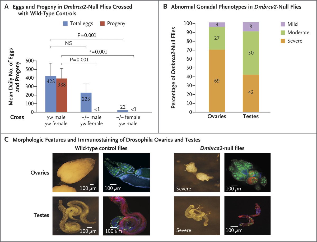 Nejm Brief Report Essential Role Of Brca2 In Ovarian Development And Function Figure 3 In This Report Shows A Drosophila Model Of The Brca2 Null Genotype Learn More T Co V5eymy5x7g T Co 4de9awtz4d