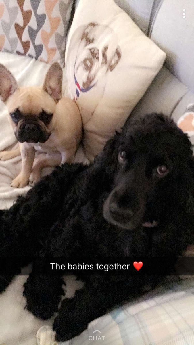makemeifyoucan7's tweet photo. These two pooches!! So cute!!! #family #friends https://t.co/n2z9iPGpbZ