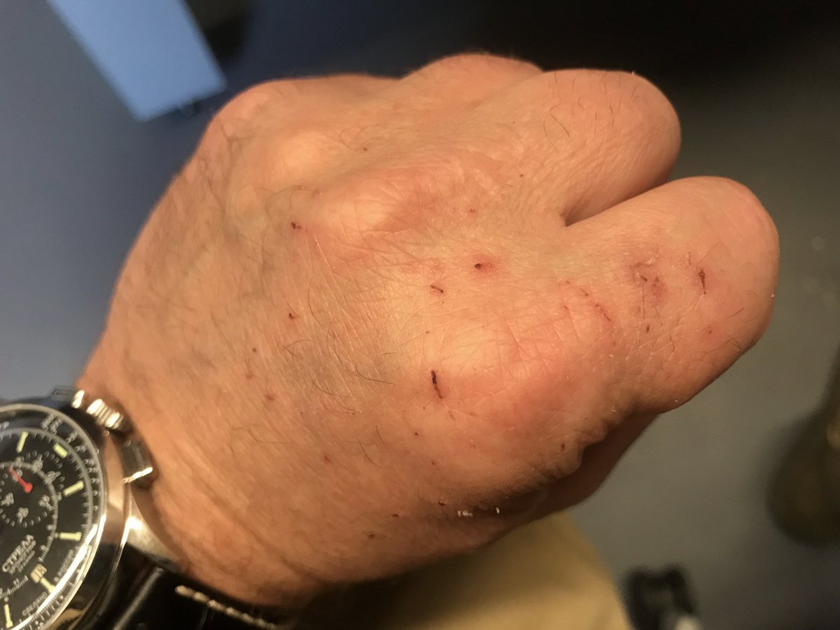 rusty_marks's tweet image. Why, yes, I&apos;ve been bottle-feeding kittens. What makes you ask?