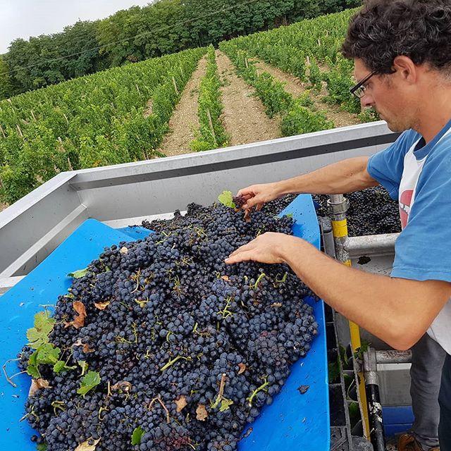 LevinWines's tweet photo. Manu #handsorting our first pick #V18 #gamay from the Bourre vineyard, Cabanes today - a much cooler 25°C perfect conditions for the grapes and team!
...
#loirevalley #handpicked #tuffeau https://t.co/s5Lb3OxK8U https://t.co/X5lqCADh3w