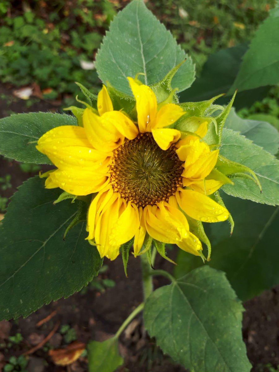 leaddesk on twitter the first leaddesk sunflowers are already sooo