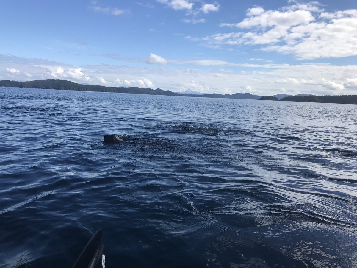 KayakWithWhales tweet picture