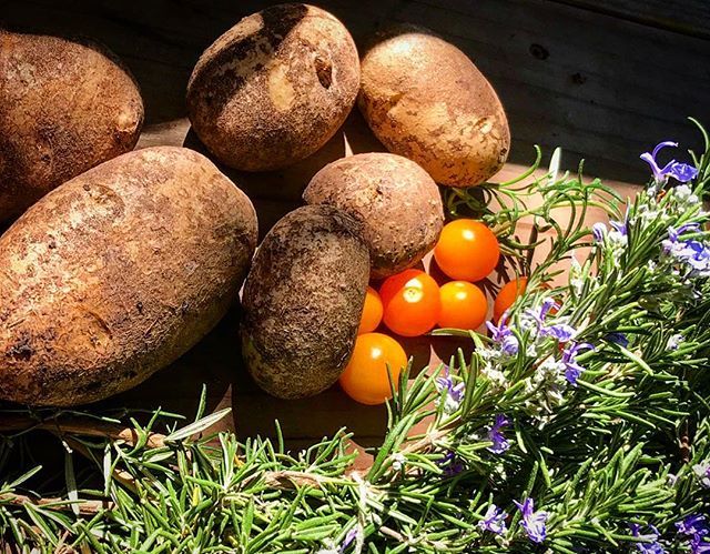 PVSG_EdibleEd's tweet photo. #schoolgarden harvests during our #Rules&Tools orientation weeks are always a fun surprise! This looks like the start of a #roastedpotato and #rosemary pizza from our partners @locale90 🍕🥔🌿🍅 #communitythroughfood #edibleeducation #schoolgarden #outdo… https://t.co/kn8g0cb5dU https://t.co/EQSTwZKbdx