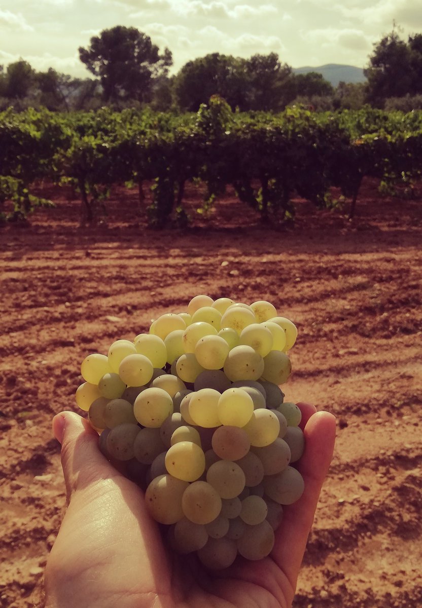 AgroMapping tweet media