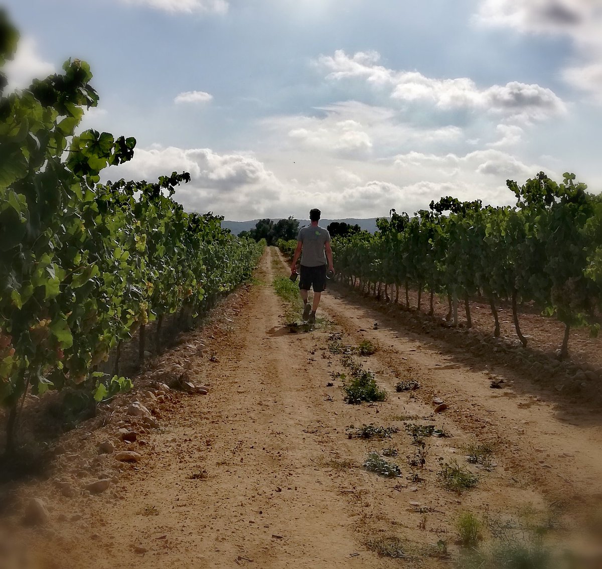 AgroMapping tweet media