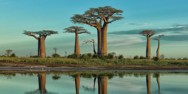 FutureTreesUK's tweet image. Check out Adrian Houston's new exhibition 'Portrait Of A Tree' at @TheUnitLondon, 17-28 September. Adrian has photographed some incredible trees around the world and is donating a proportion of the sales from the exhibition to support the work of FTT. @AH_Photographer #trees