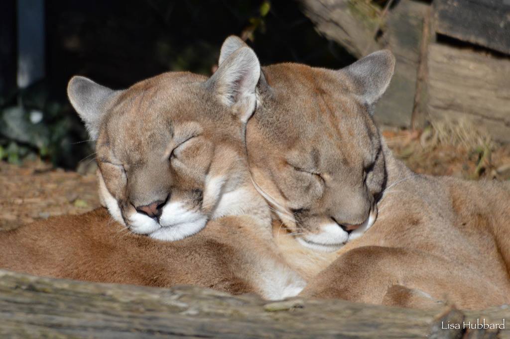 CincinnatiZoo's tweet photo. Please wish these snuggly cougar brothers, Joseph and Tecumseh, a Happy 8th Birthday today! https://t.co/sFrQ733rUU