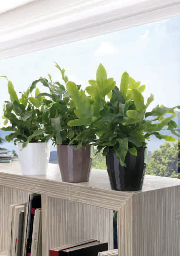 vecamericausa's tweet photo. #planter #fashion #beautiful #art #miamiflowers #miamiflorals #luxury #happy #nature #miamiorchids #outdoors #patio #backyard #patiodecor #garden #nursery #Flowers #moderhome https://t.co/8DlVvUfsW3