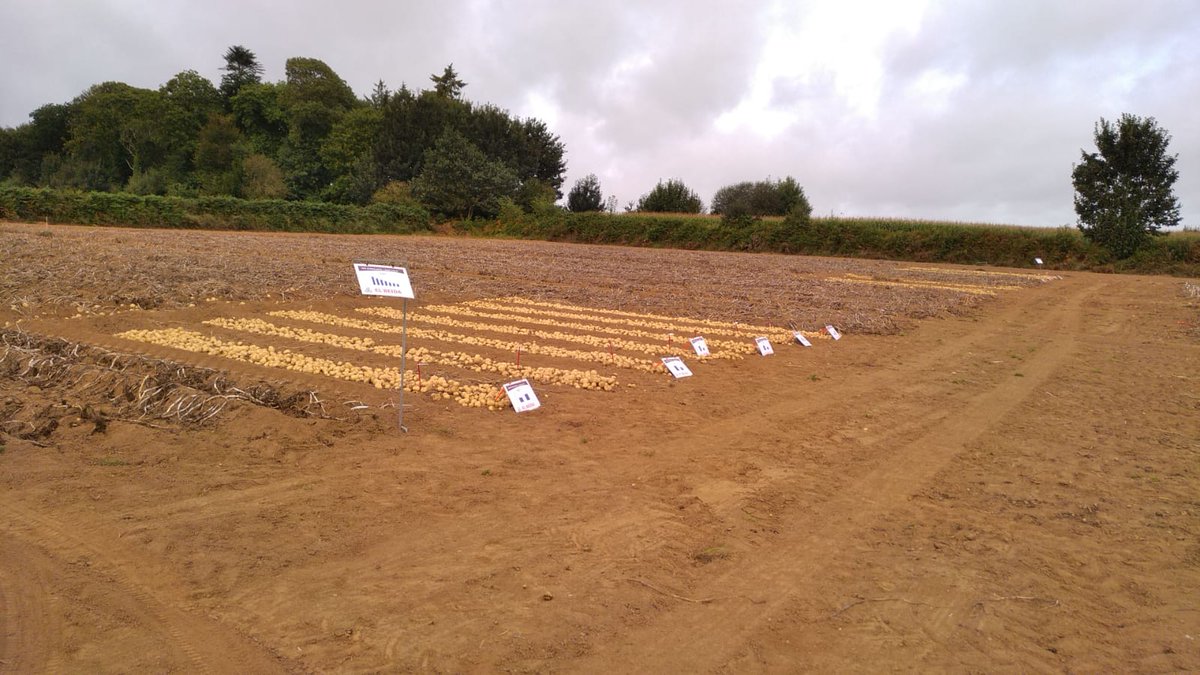 Field day in France, where it is easy to see the difference Lono made on El Beida variety potato.