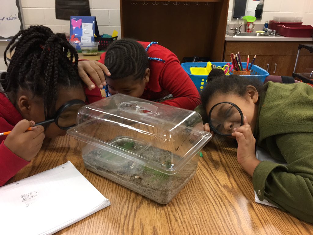 MrsPayne4thPES's tweet photo. Fiddler crab observations #PESBreakoutYear #WeDoScienceWell @WSFCS_Science https://t.co/YEukB1Uqi5