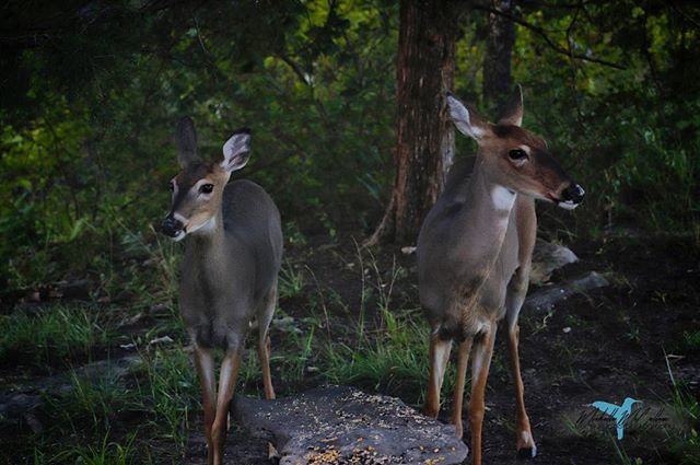 TranquilLens's tweet photo. Deer are pretty tame at the cabin we stayed at. #Outdoorphotography #tranquillensphotography #jw_snapshots #jwvisuals #nature #getoutnshoot #focus  #natureshooters #nature_obsession_animal #deer #kansas #feedtheanimals https://t.co/E5K6i8CryH https://t.co/8FFfWjaN0r