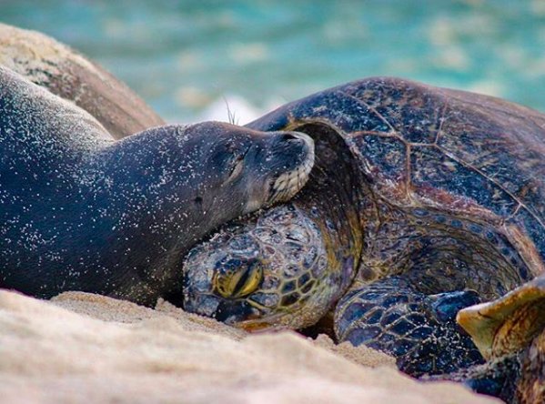 Get by with a little help from your friends this #TurtleTuesday! #SeaTurtles #OceanMinded #OutpostAttitude 📸: @seaturtlepatrol