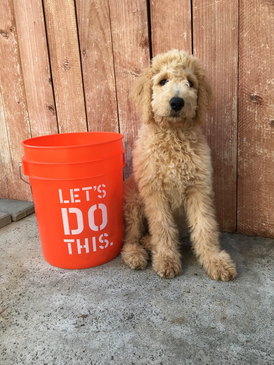 BrandiNohavec's tweet photo. #LetsDoThis #15WeeksOld #OrangeLife #THDPride going to spend my success sharing on this lil doodle! ❤️ https://t.co/dZwvPO6Hzt