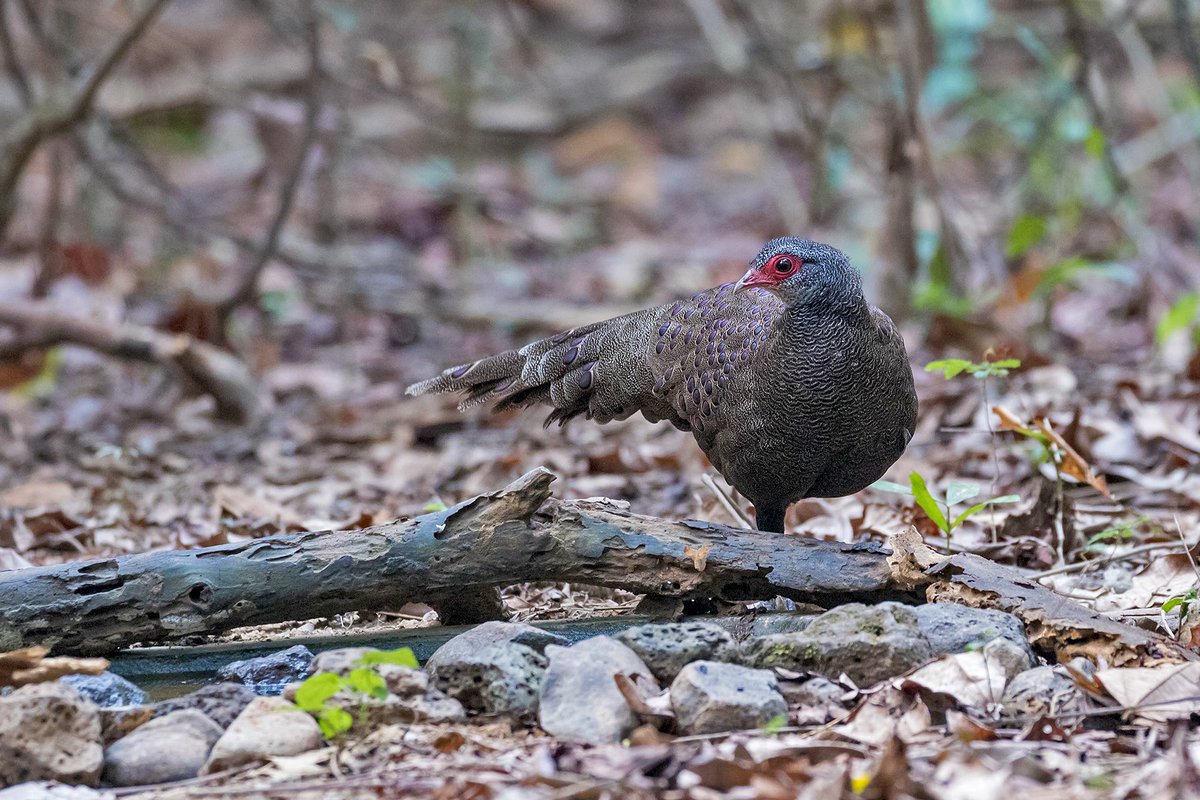 Birdquest tweet media