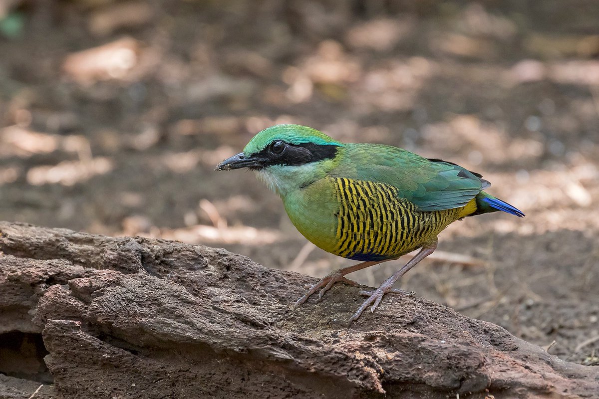 Fancy photographing rare pittas, pheasants and much more at close range? Have a look at our new Vietnam Photography Tour...

wildimages-phototours.com/p…/vietnam-birds-2020/
