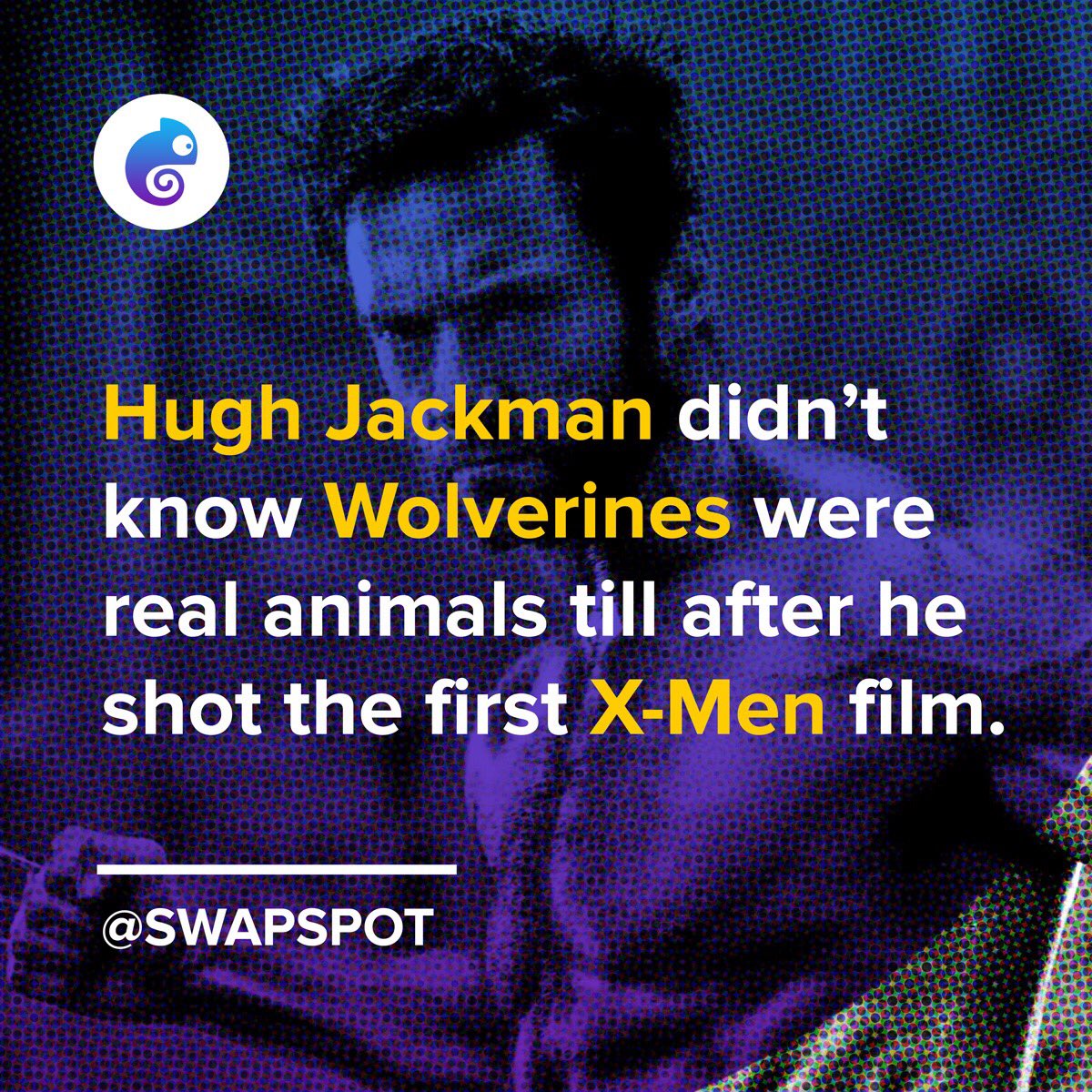 Swapspot's tweet photo. Wolverines are cute, but make no mistake, they’re ferocious! 😸 #xmen #wolverine #mutants #HughJackman https://t.co/FktsfCeuqp