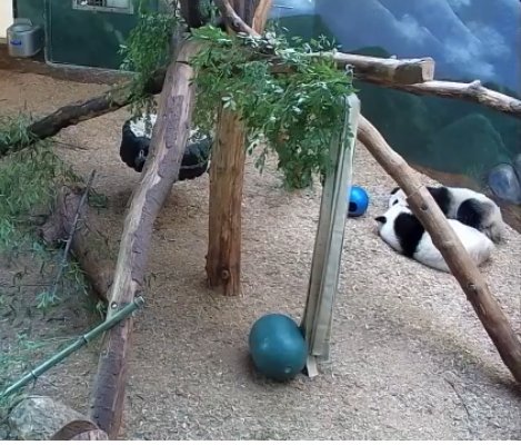 TheLittleLuns's tweet photo. Not much action in panda land today...🤫 https://t.co/sb4FrQzdOk