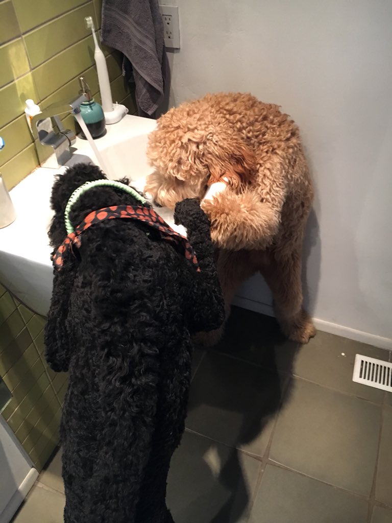 @NobleBeastDog Training them to get a drink out of the sink was pretty fun! #noblebeastfurever