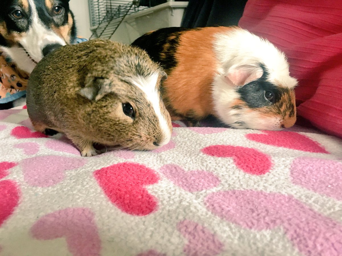 PigbyTheGreat's tweet photo. My naughty boys! Photo bombed by the dog 🐕 ❤️💪🏻🙈🐾 #GiuneaPigs https://t.co/YqTchyvgiN
