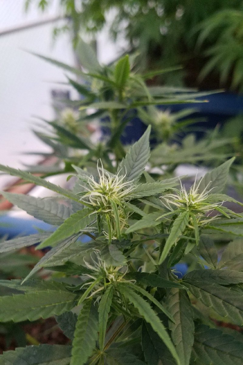 soonerstatewell's tweet photo. Who needs seedlings &amp; starter plants? Using clean growing technology we germinate seeds 24-72 Hrs.   Even better: our plants are never exposed to pesticides or artificial fertilizers! #OMMAOK #OKgrown #hemp #medicalcannabis #sustainablyorganic  #verified #growpure  @MaryJane_OK https://t.co/n39dlYKgdj