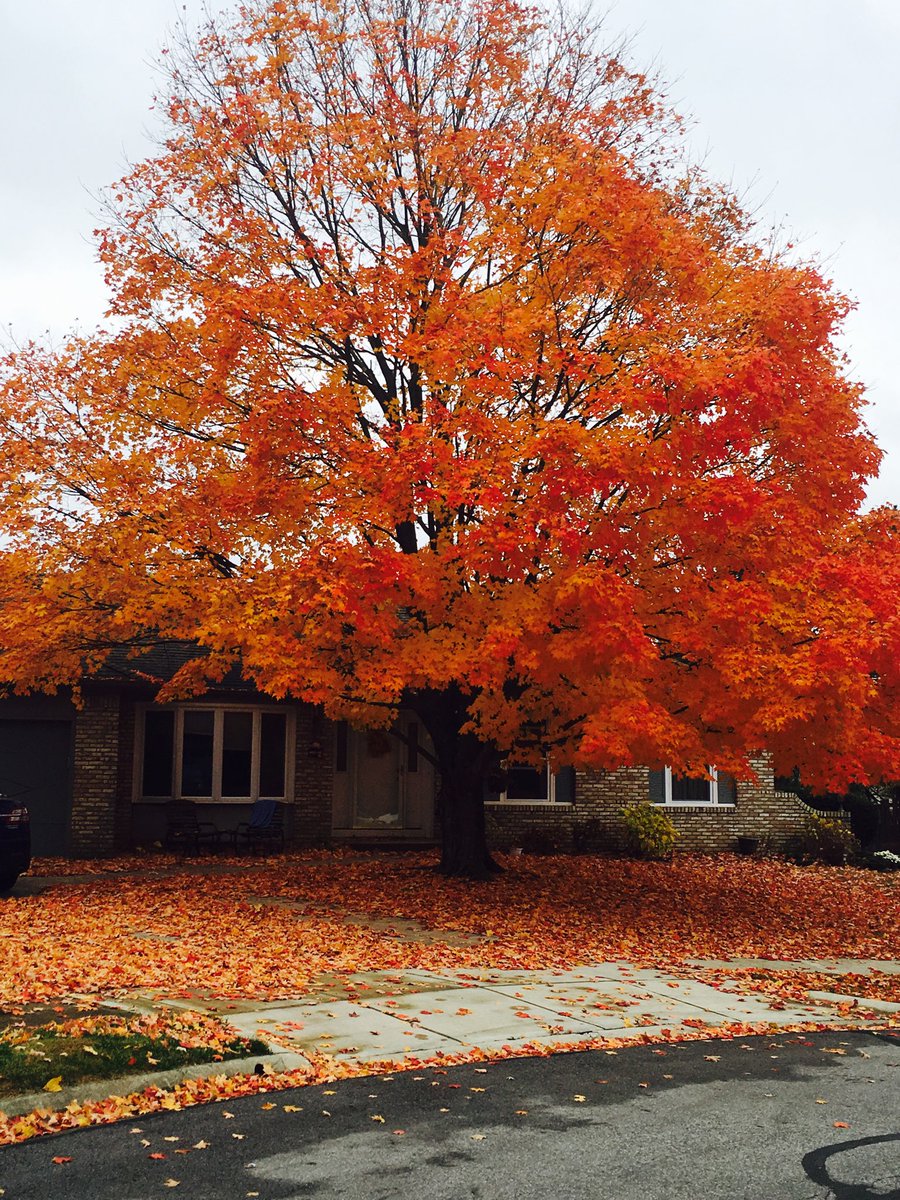ScientistESS's tweet photo. Happy #BotanicalTermTuesday

Today’s word: #Carotenoid (n): organic accessory pigment that is produced by plants/algae, responsible for rich colors of many fruits/veggies.

EX: As fall approaches, chlorophyll is replaced at slower rates than it is used &amp; carotenoid colors show. https://t.co/hPJomImT3W