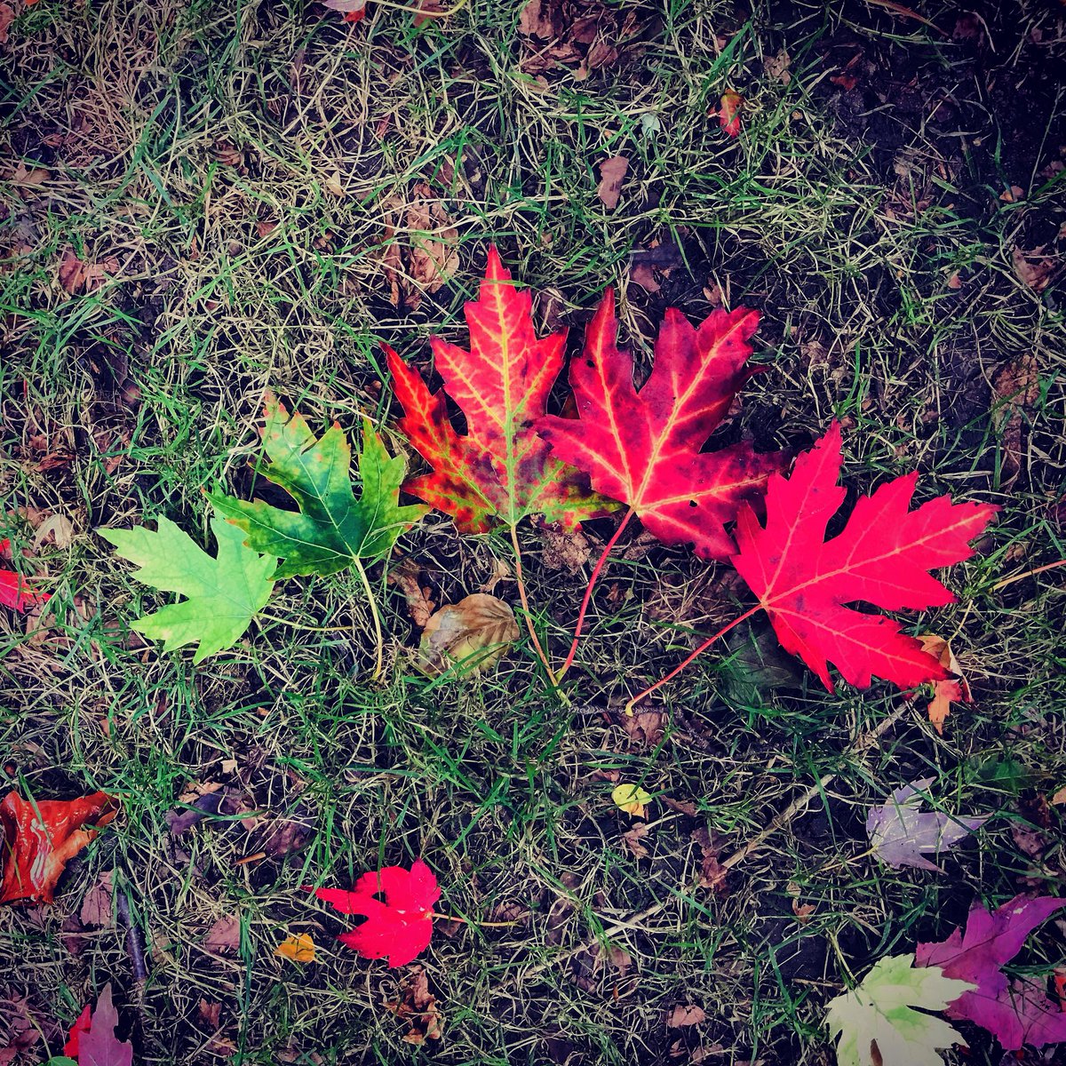 Why not use nature during these Autumn months as inspiration for changing something, letting go of something - a thought, a habit, a belief and transforming it into something wonderful! #connectinnature #autumnwatch #autumn #change #letgo #transformation #mindfulness