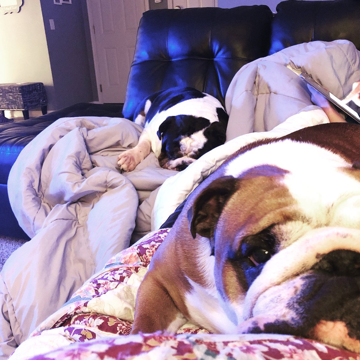 Chunk_Bulldog92's tweet photo. Wait til he smells it dad. - Chunk https://t.co/PefcdCmrZ2