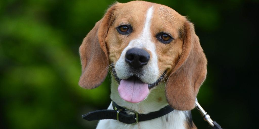 Expert advice on the best #dog food for your #Beagle puppy. This post also weighs in on good dog foods for skin allergies and a sensitive stomach. buff.ly/2xyEA5z #puppy #dog