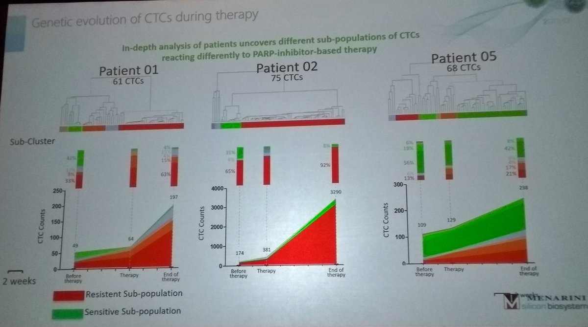 Rui Neves trom @NickStoecklein lab gave beautiful presentation on #CTC genomic heterogeneity and evolution during #PARPi in advanced #ProstateCancer