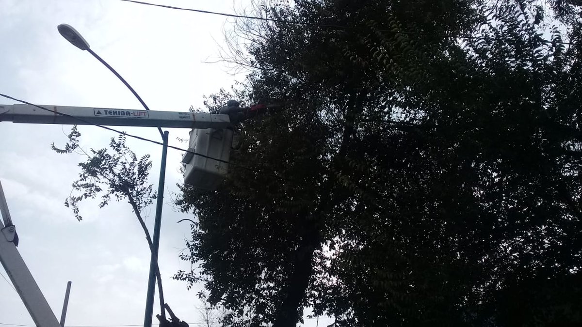 DTepitoGuerrero's tweet photo. Personal de Servicios Urbanos de la @DTepitoGuerrero, realizó poda de aclareo y liberación de cables, sobre calle Tamagno colonia @ExHipPeralvillo @DelCuauhtemoc, en atención a #SolicitudVecinal. https://t.co/6EPLRQNfC9