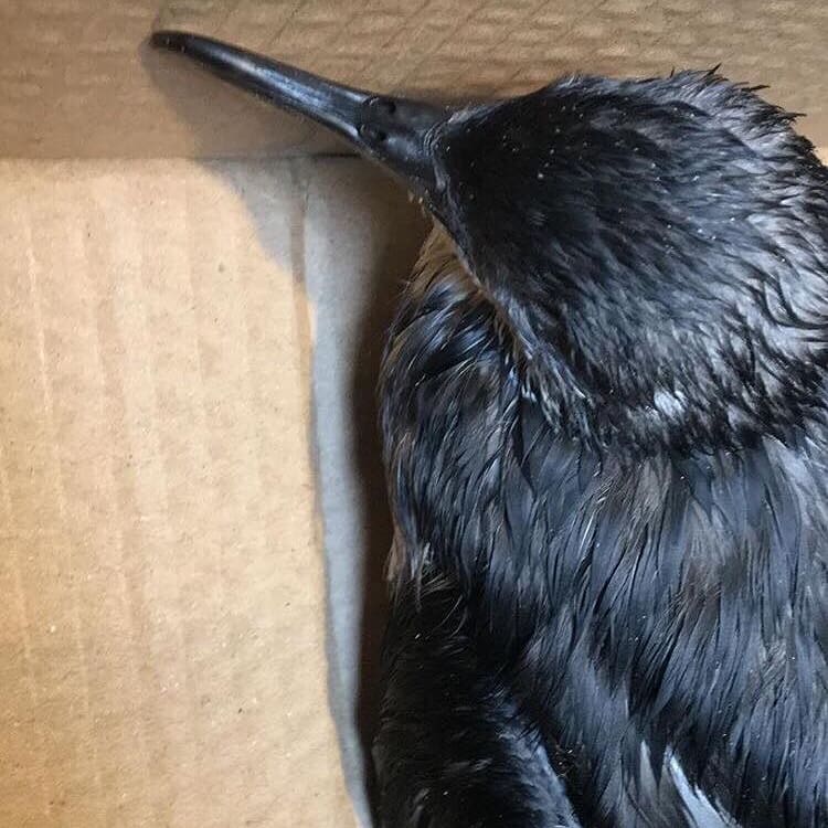 RamseyIslandFun's tweet photo. THEY KEEP COMING 
33 we have had in today. Thank you to everyone helping. 
@RSPBRamsey
#pembs #StormHelene #birds #Rescueoftheday https://t.co/9UePhi4qNq