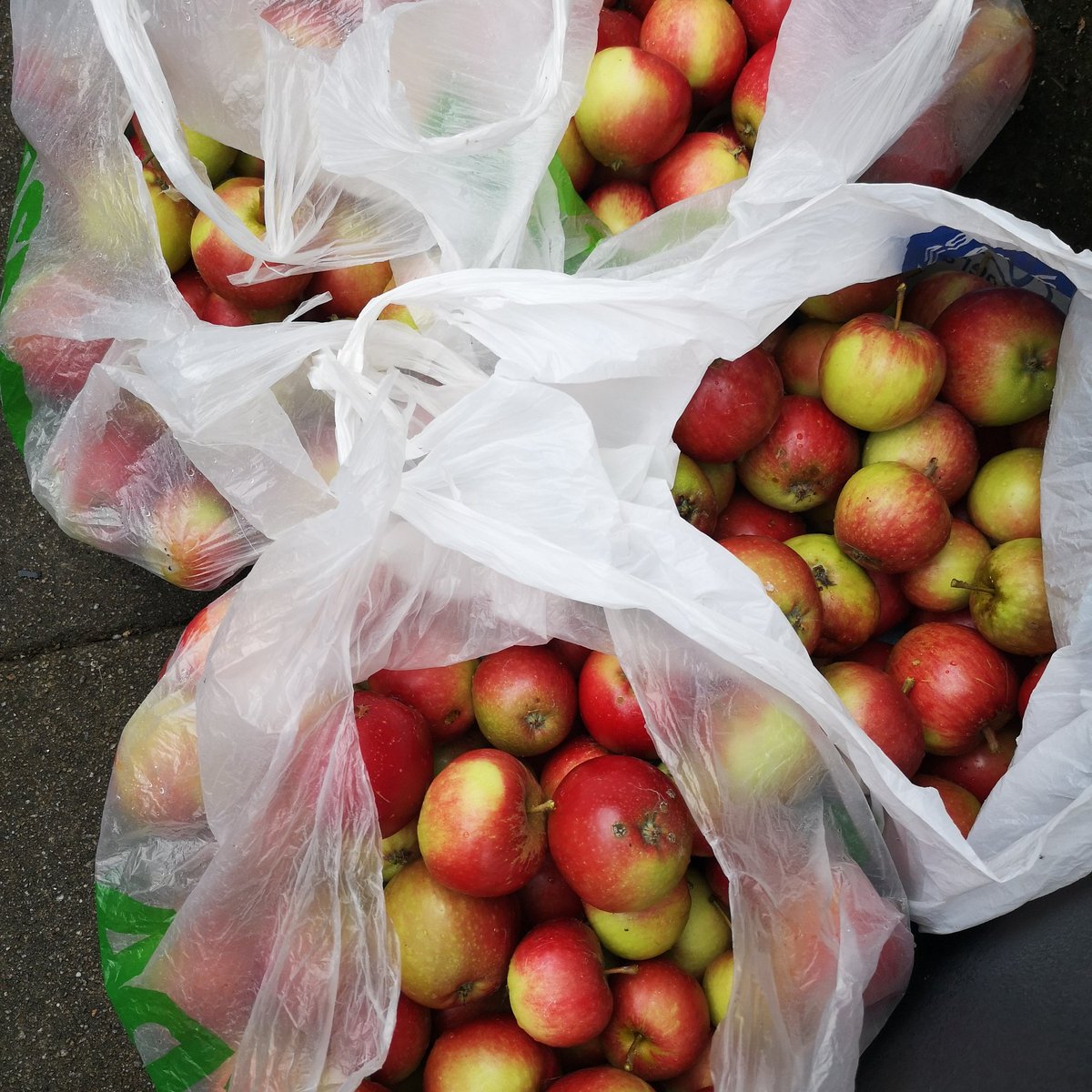 Apples apples #apples everywhere, picked over 80kg of cookers &amp; 25kg of dessert. Bring on the pies, pastries, crumbles &amp; jellies. #applepies #naturesharvest #localproduce #ScotFoodFort #scotfoodgoals