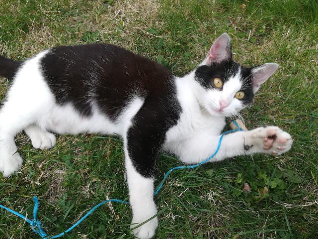 Alerte Animaux Perdu در توییتر Trouve Chat Noir Et Blanc A Angers 49 T Co Shuafvcscz Alerte Animaux Perdu در توییتر Trouve Chat Noir Et Blanc A Angers 49 T Co Shuafvcscz