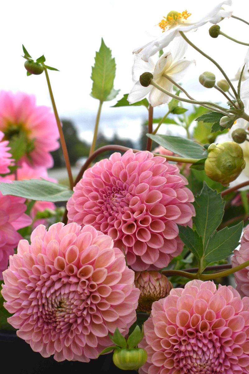 lorepatterson's tweet image. Along the roadside, a vintage truck farm stand filled with blooms. Had to make a U turn for these beautiful dahlias!! #Dahlias #Flowerfarm #flowers #flowerfarmer #americangrown #skagitvalley #garden #farm