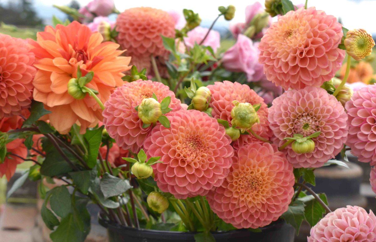 lorepatterson's tweet image. Along the roadside, a vintage truck farm stand filled with blooms. Had to make a U turn for these beautiful dahlias!! #Dahlias #Flowerfarm #flowers #flowerfarmer #americangrown #skagitvalley #garden #farm