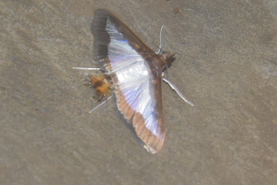 please tell about insect. I see first  time .  but you?