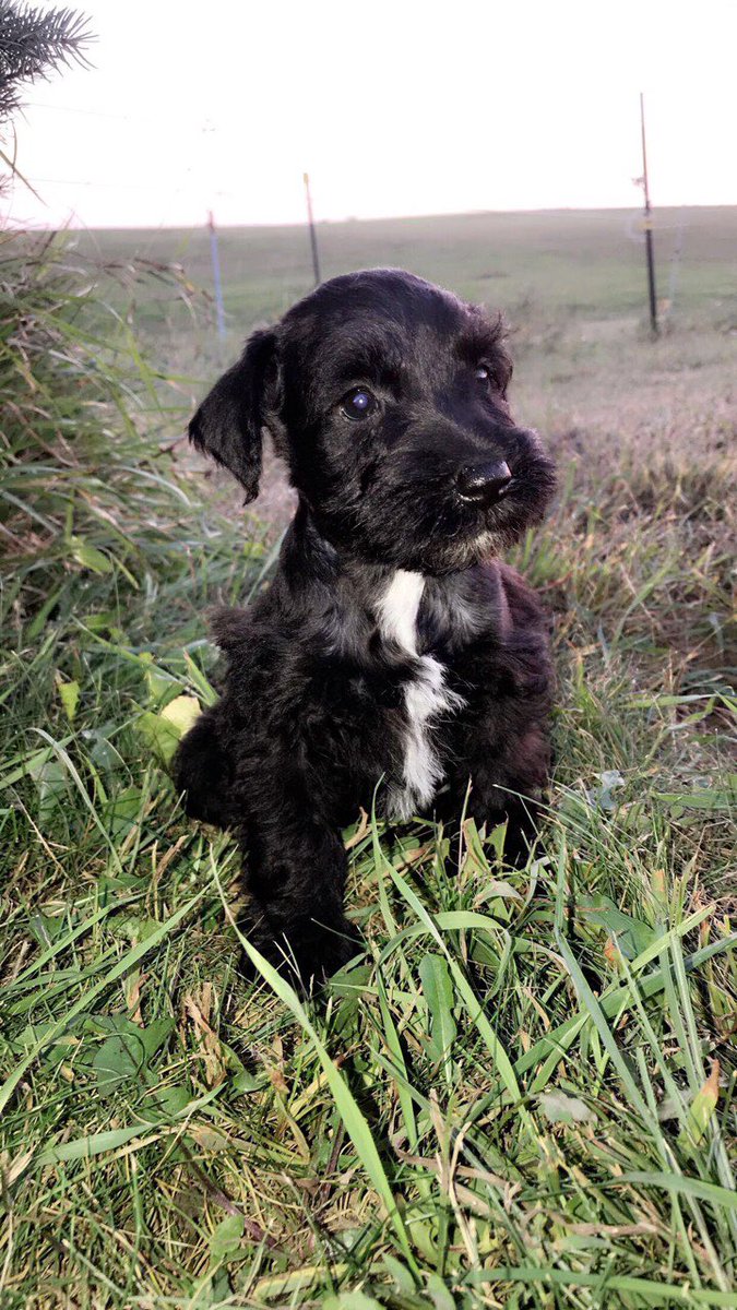 ParadiseK9's tweet photo. We have a few male Miniature Schnauzers left! Contact us for more information or visit our website! #puppiesforsale #miniatureschnauzerpuppy #puppylove #puppiesoftwitter #miniatureschnauzer #miniatureschnauzersoftwitter https://t.co/NsuWM5o3oF