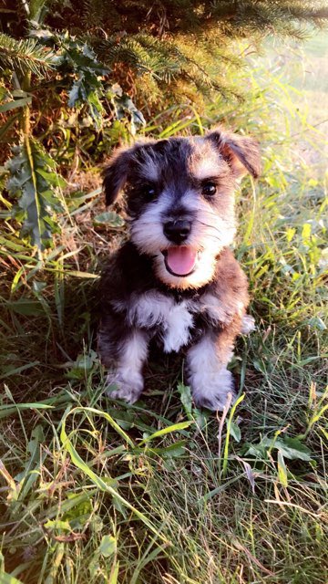ParadiseK9's tweet photo. We have a few male Miniature Schnauzers left! Contact us for more information or visit our website! #puppiesforsale #miniatureschnauzerpuppy #puppylove #puppiesoftwitter #miniatureschnauzer #miniatureschnauzersoftwitter https://t.co/NsuWM5o3oF